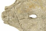 Fossil Mosasaur (Platecarpus) Parietal/Frontal Bone - Kansas #187463-2